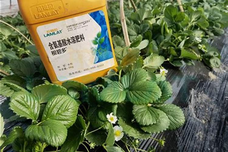芒果树用什么肥料最好