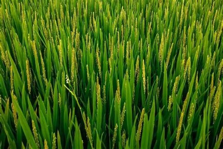 水稻施肥方法和用量水稻施肥方法是什么用量多少
