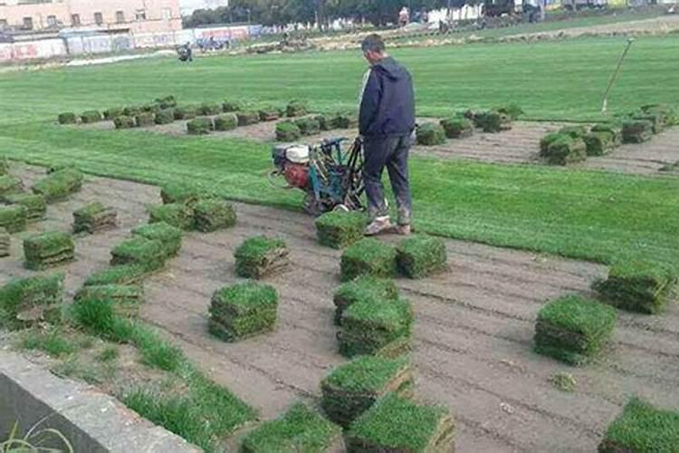 刚种下的草皮多久可以施肥