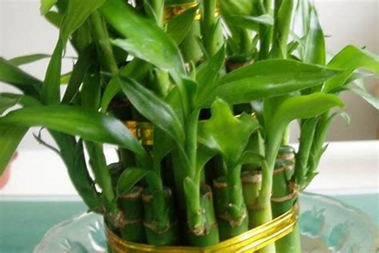 磷酸二氢钾适合浇什么植物