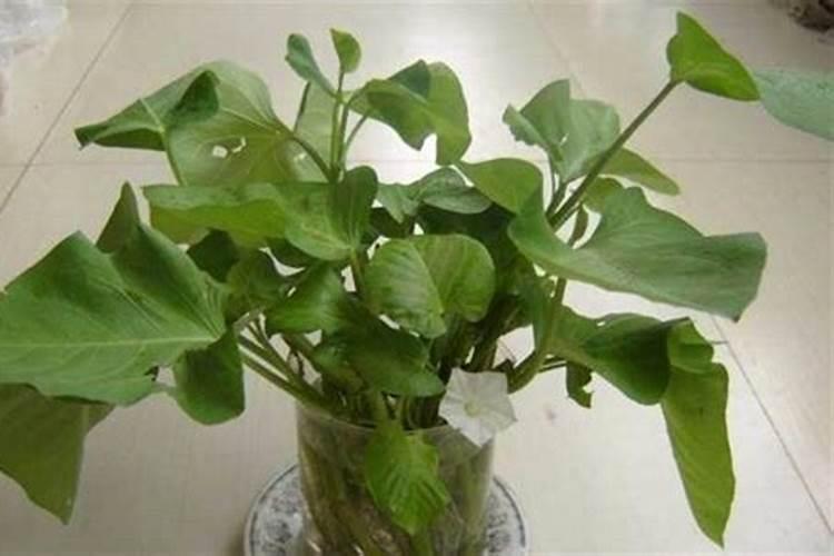 空心菜施什么肥长得快又嫩