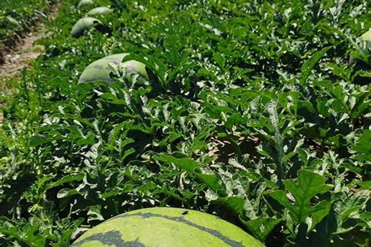 什么叶面肥施加在西瓜苗上好