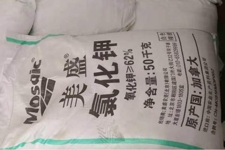 红豆杉什么时候修枝