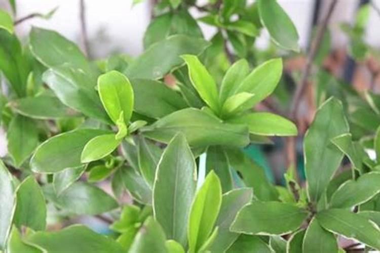 金边瑞香要怎么养护