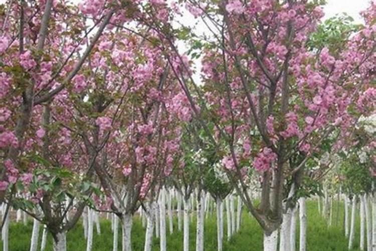 女性吃胡萝卜美容排毒补血补钙