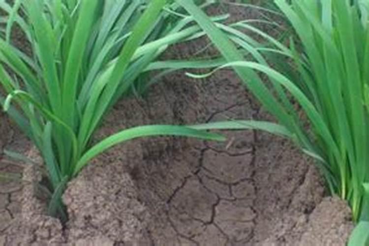 西瓜缺镁如何识别与防治？