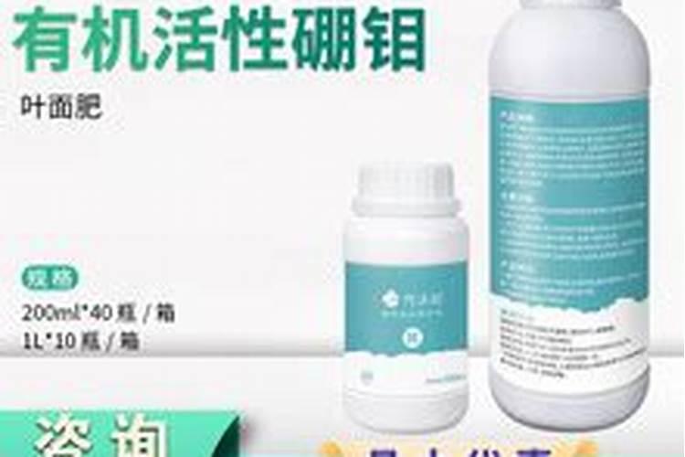 冬季黄瓜种植技术