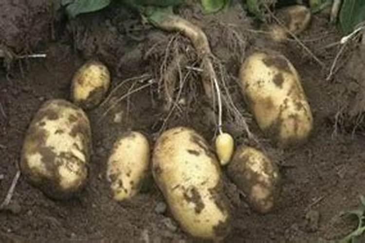 砂糖橘如何施肥 分享种植砂糖橘施肥技术经验？