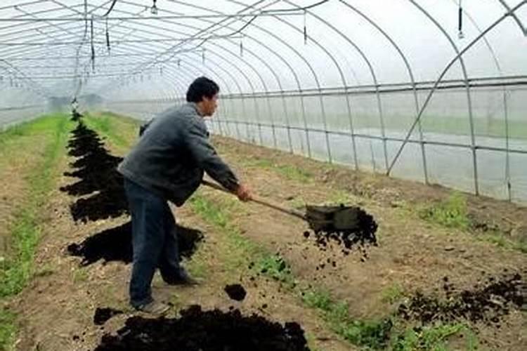 油菜多效唑使用方法