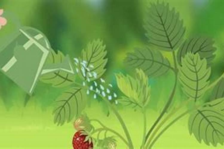 种菜复合肥怎么使用正确 多久施一次