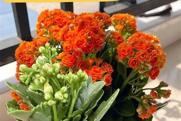 花生控旺的6个最佳方法