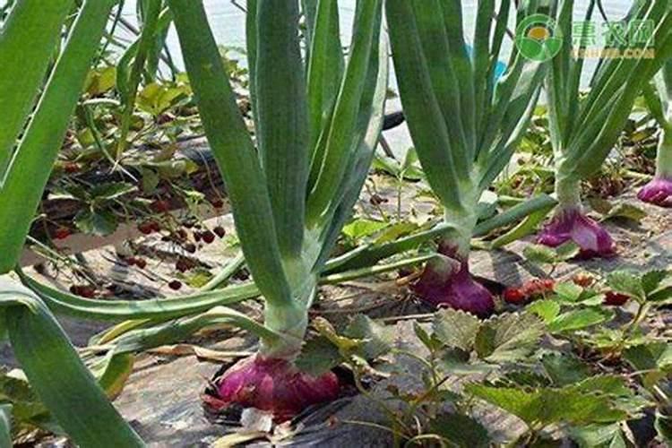 开封市早熟玉米什么时候熟