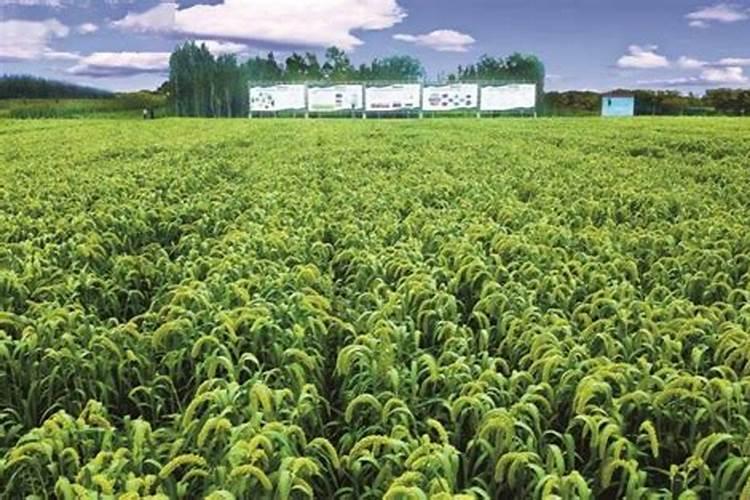 蔬菜叶面肥有哪些品种