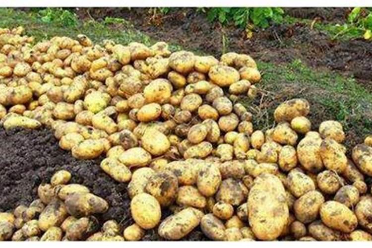 土豆最后一次施肥什么时候 如何追肥才能高产