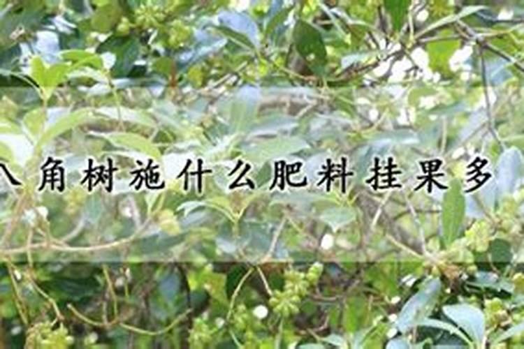 八角树施什么肥料挂果多