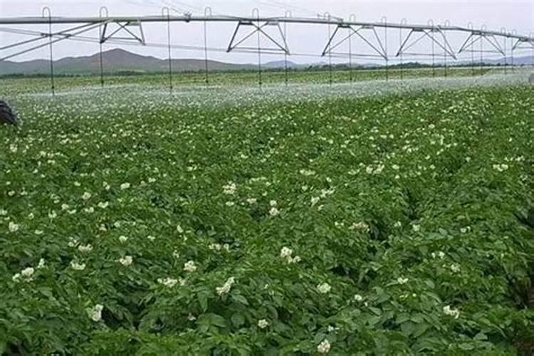 唑啉草酯的优点和缺点