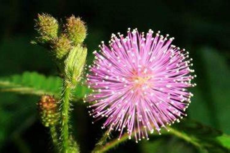 桃树专用肥料十大品牌