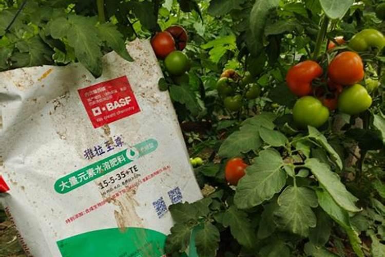 怎么给花补氮肥