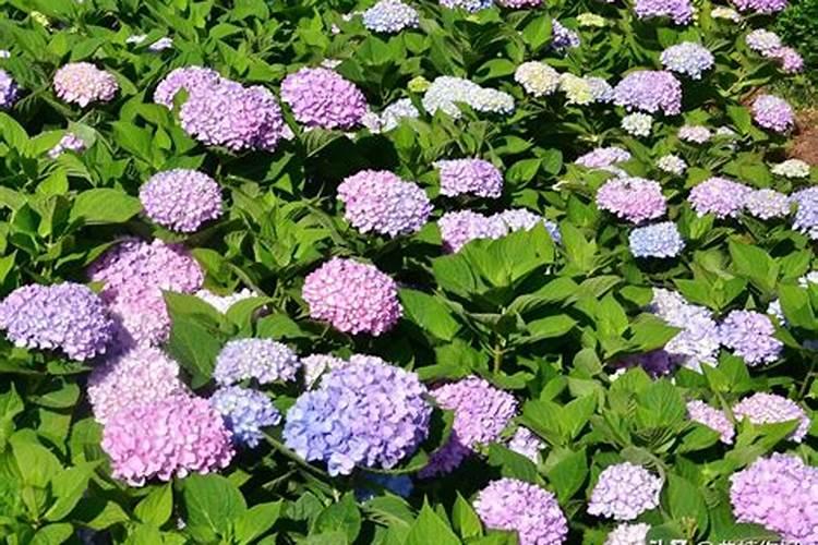 南宁英德桉树肥效果好不