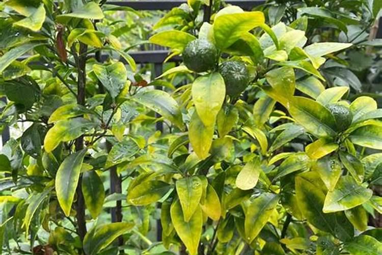 磷酸二铵和复合肥哪个肥效长