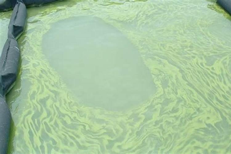 水为什么变绿色了