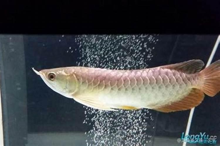 鱼蛋白液体肥使用方法