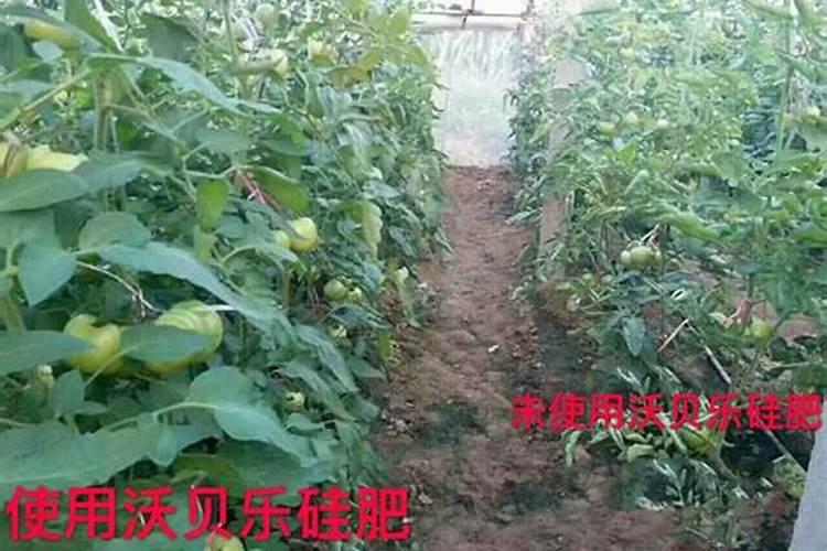 硅肥在水稻生产中有什么特殊作用？