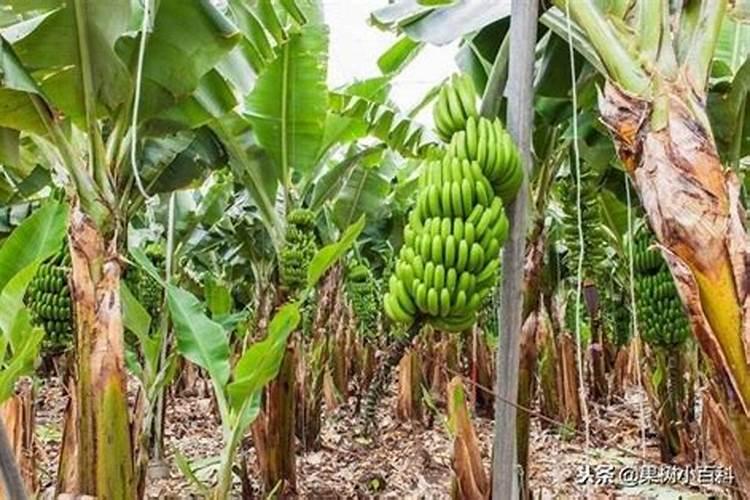 大豆喷施叶面肥叶子发黄什么原因