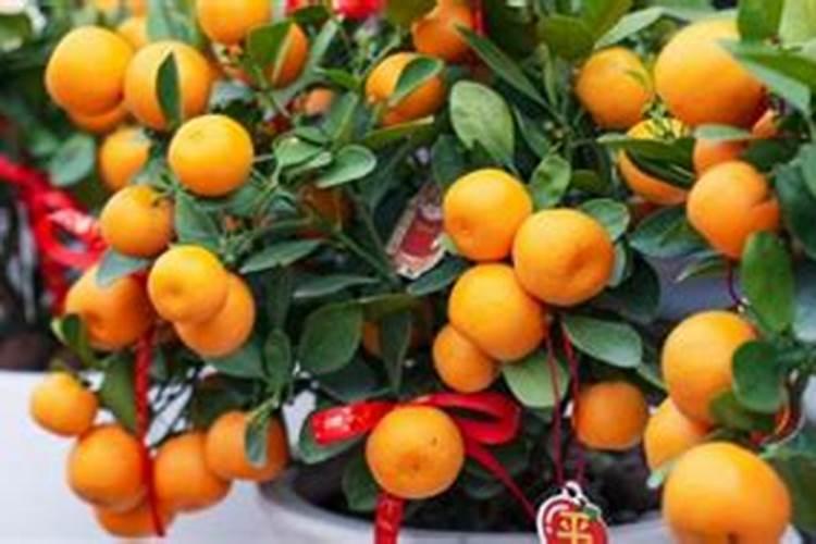 玉竹的施肥方法