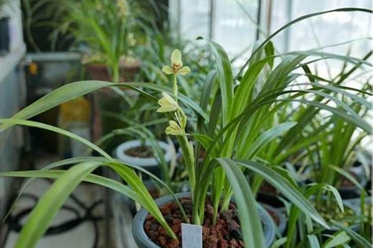 养兰花施肥顺口溜  兰花用肥最简单方法