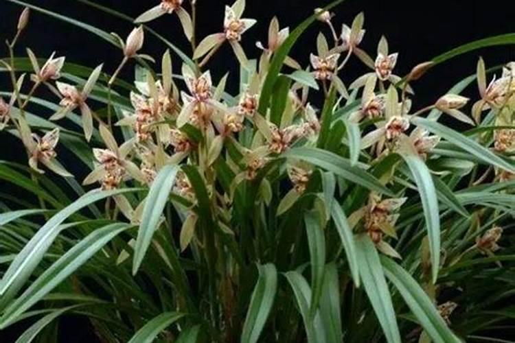 兰花花期浇水及施液肥对兰花有什么影响？