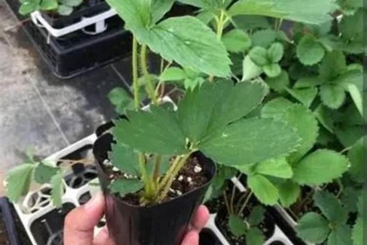 草莓用什么样的肥料
