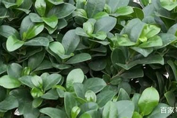 家里的什么东西可以给植物施肥,植物冬天需要施肥吗