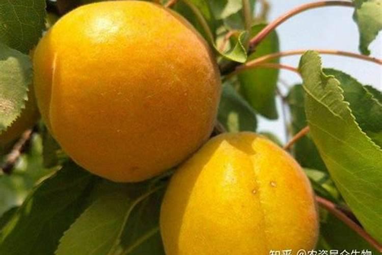 10公斤化肥稀释300等多少水