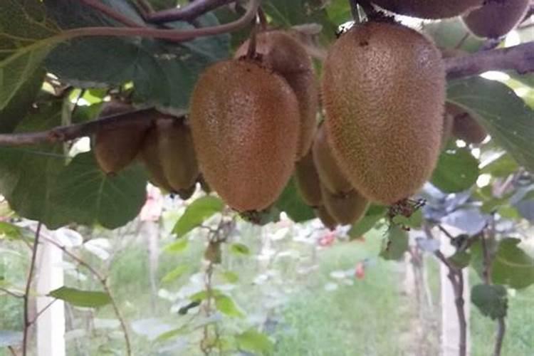 猕猴桃怎么施肥,施肥技术,追肥时间