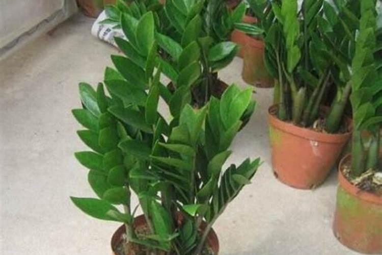 黄腐酸钾的使用方法