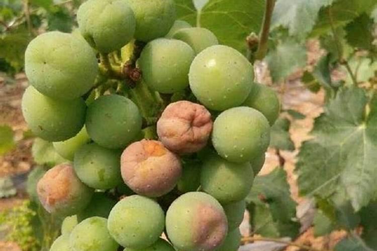 三角梅用什么肥料最好