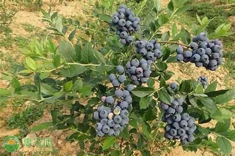 种植蓝莓怎么施肥