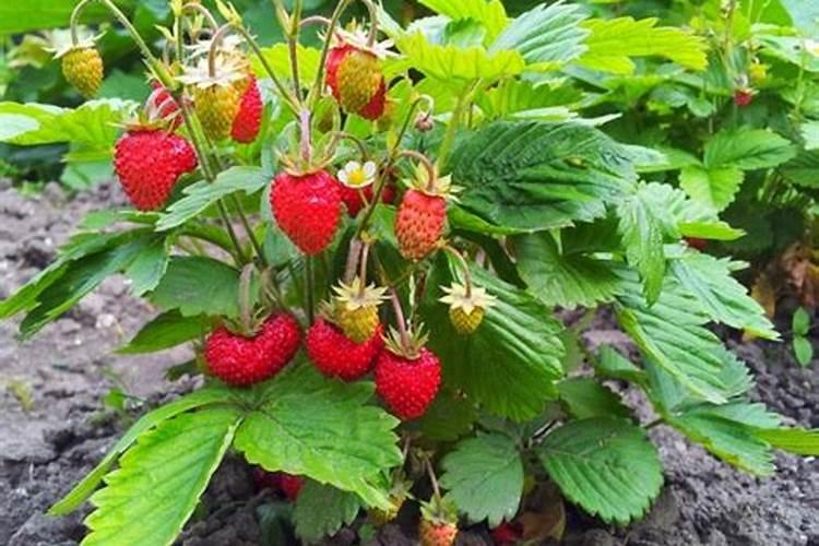 农大叶动力含腐植酸水溶肥可以兑水浇花吗