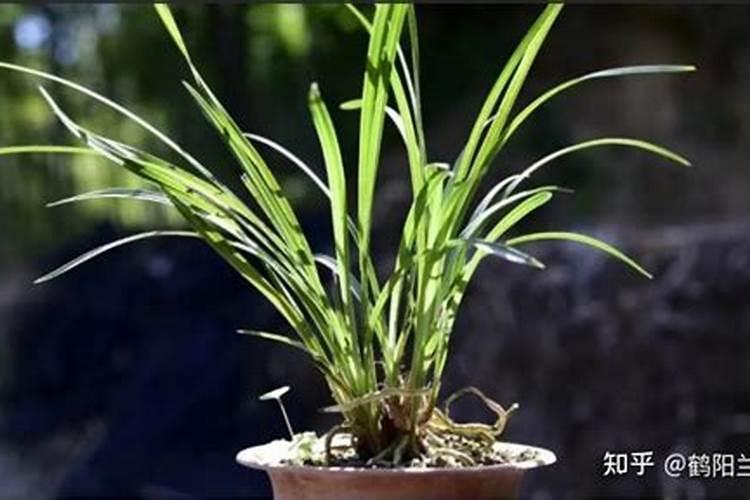 常见的氮肥 常见的氮肥有什么