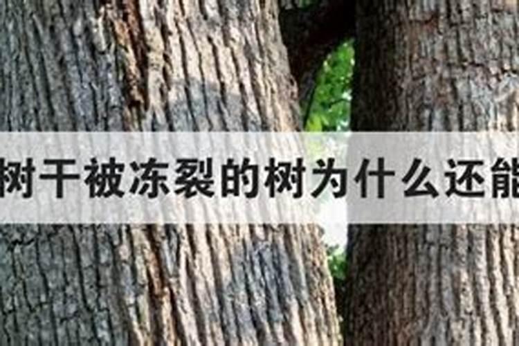 沙糖桔的种植技术与管理