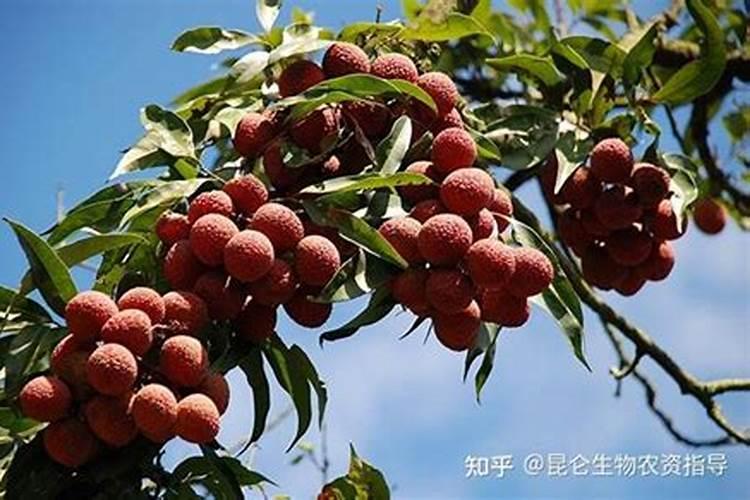 菜子饼做肥料怎么用,菜饼肥属于什么肥