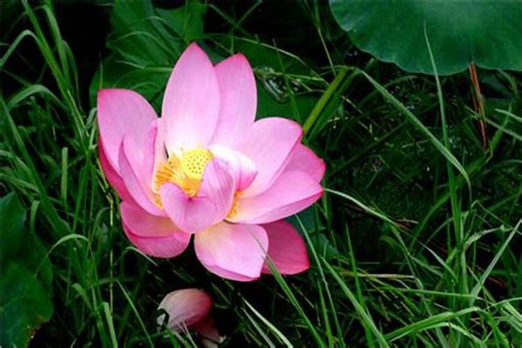 缸养荷花怎么施肥