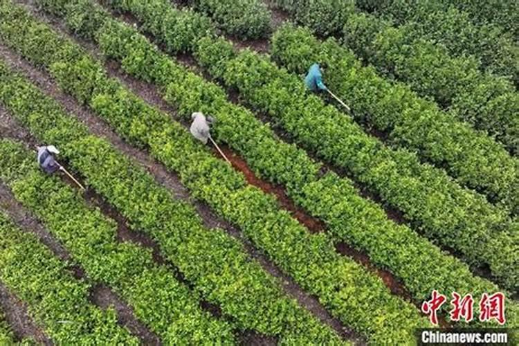 茶叶施肥用尿素行不行 什么时间施肥好