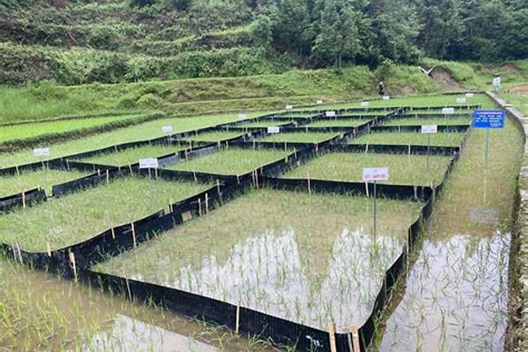 什么叫肥料利用率？不同种类肥料的一般利用率是多少？