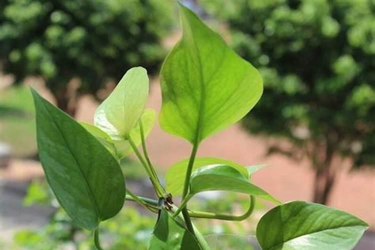 1亩地能出多少吨秸秆啊