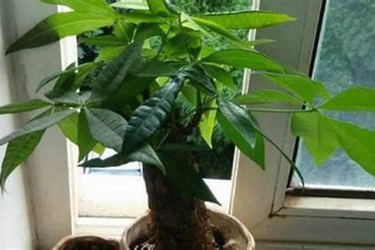 月季几月份修剪