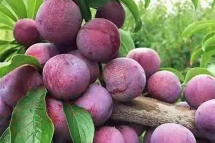 脆红李用什么肥料最好