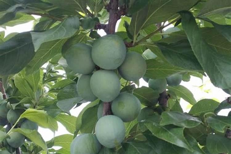 五月脆坐果太低怎么回事？