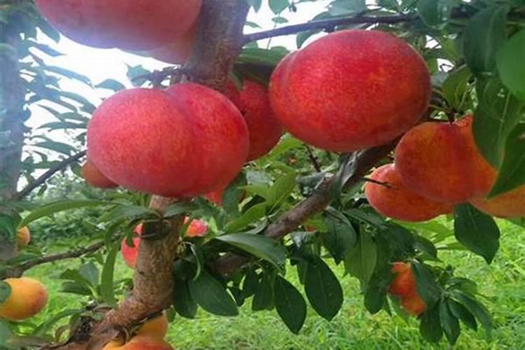 五月脆李种植技术